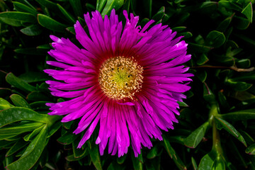  spring delicate purple flower  ice plant among green leaves close-up forming the background