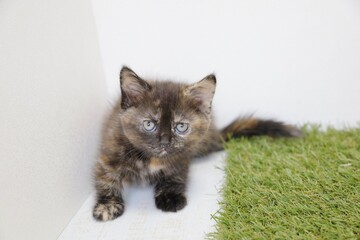 kitten on the grass