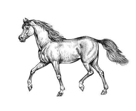 Beautiful arabian horse. Pencil portrait of a horse. Equine drawing.