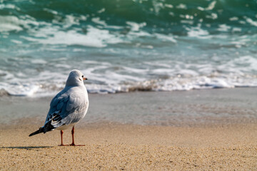 A white seagull that sees big wave on the sand at Haeundae Beach in Busan, South Korea.