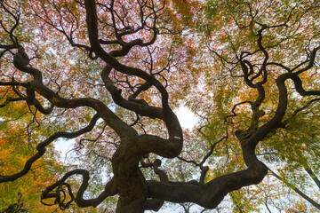Fototapeta na wymiar Autumn colorful red maple leaf under the maple tree.