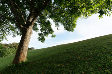 Green tree on a hill on a sunny day in summer. reconnect to nature 