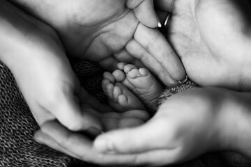 Children's feet in hold hands of mother and father on white. Mother, father and newborn Child. Happy Family people concept. Black and white.