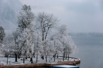 Trees coated with snow on the lake