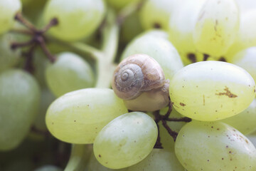 small snail try hides in the shell sitting on the berries of large bunch of grapes