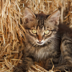 Naklejka premium Gray tabby kitten sitting on the straw stack