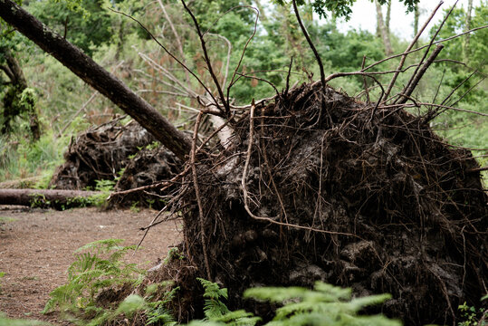 trees uprooted by a big storm