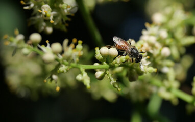 Honey Bee collecting pollen seeking nectar on Clausena Harmandiana blossom with natural green and black color background, White petals and yellow stamens of flowers on tropical herb
