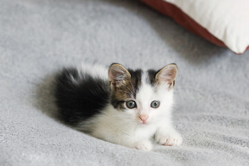 Cute little kitten sitting on soft bed. Portrait of adorable curious grey and white kitty on blanket