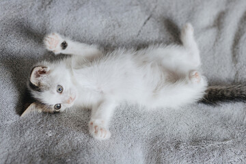 Cute little kitten lying and playing on soft bed. Adorable curious kitty relaxing on blanket