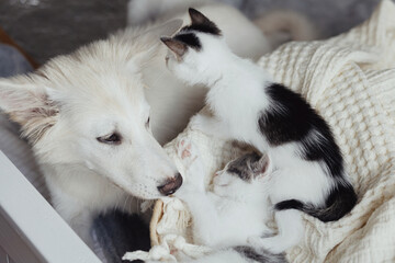 Adorable white puppy looking at cute little kittens sleeping on soft blanket in basket. Adoption