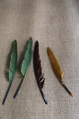 color feather on natural background