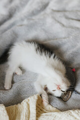 Fototapeta na wymiar Cute little kitten lying and playing on soft bed. Adorable curious kitty relaxing on blanket