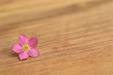 Fototapeta na wymiar Beautiful pink Forget-me-not flower on wooden table. Space for text