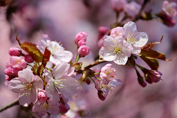 Fototapeta na wymiar Pink sakura flowers on a branch close up. Cherry blossom in spring garden on blue sky background