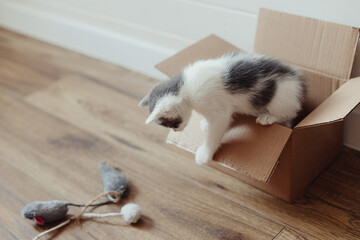 Cute little kitten playing in cardboard box on floor. Adorable curious kitty in delivery box. Adopt