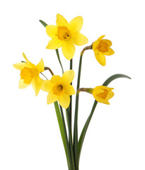 Obraz premium Beautiful blooming yellow daffodils on white background