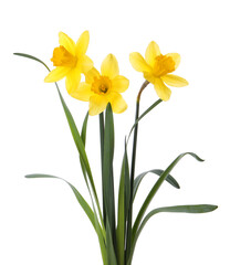 Beautiful blooming yellow daffodils on white background © New Africa