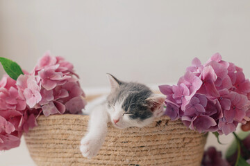 Cute little kitten sleeping in basket with beautiful pink flowers. Adorable kitty napping in flowers