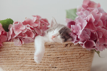 Cute little kitten sleeping in basket with beautiful pink flowers. Adorable kitty in flowers. Adopt