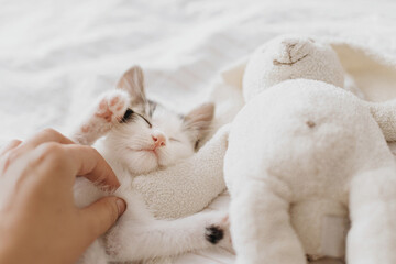 Hand caressing cute little kitten sleeping on soft bed with bunny toy. Adoption. Sweet dreams