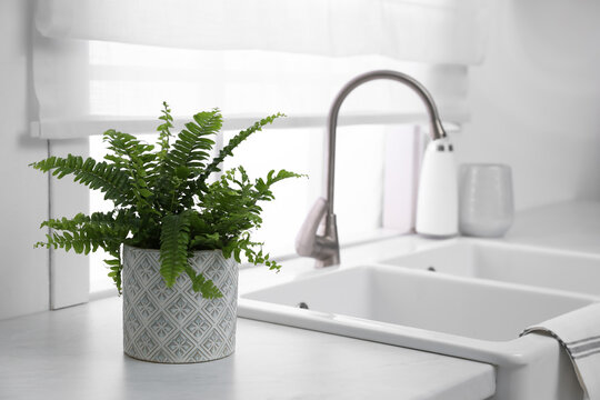 Beautiful green fern on white countertop near sink in kitchen