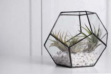 Fototapeta na wymiar Tillandsia plants in florarium on white table, space for text. House decor