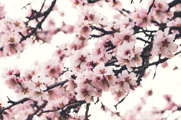 Delicate spring pink cherry blossoms on tree outdoors, closeup