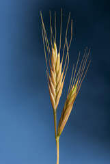 Brachypodium distachium