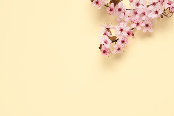 Cherry tree branch with beautiful pink blossoms on beige background, flat lay. Space for text