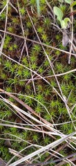 Forest moss in the grass
