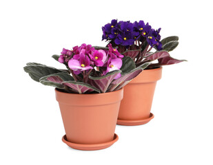 Beautiful potted violets on white background. Plants for house decor