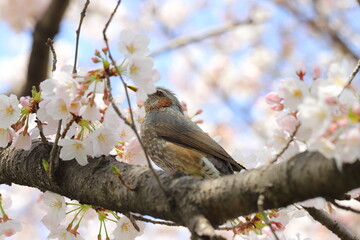春の公園に咲くソメイヨシノのサクラの枝に止まるヒヨドリ