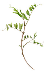 Watercolour illustration of a thin elegant sprig of mouse polka dots. The botanical illustration is hand-drawn in watercolour.