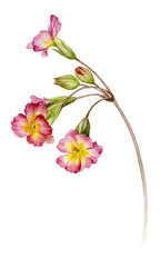 Watercolour illustration of a thin graceful primrose twig. Spring flower painted in watercolor.