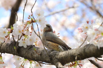 春の公園に咲くソメイヨシノのサクラの枝に止まるヒヨドリ