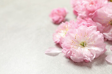 Fototapeta na wymiar Beautiful sakura tree blossoms on light grey background, closeup. Space for text