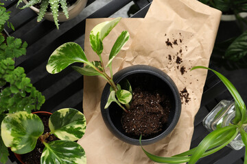 Lush exotic house plants on table, flat lay