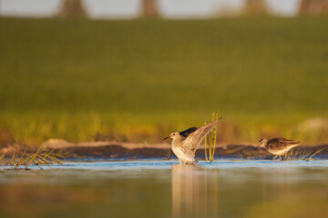 sandpiper on the lake flaps its wings