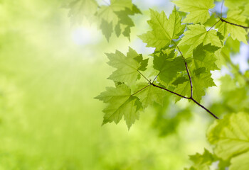 Fototapeta na wymiar Fresh maple leaves lit by sunlight