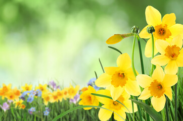 Beautiful blooming yellow daffodils outdoors on sunny day. Space for text