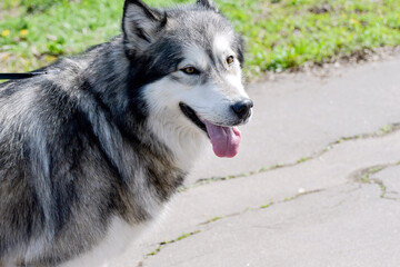 A fluffy husky with his tongue sticking out is looking at the camera.