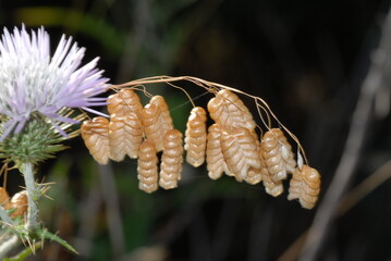 Campanellini, sonaglini. Briza maxima