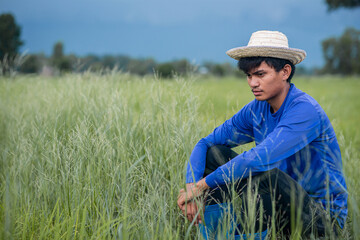 Naklejka na ściany i meble Farmers grow rice in the rainy season. Agriculture farmer of Asia rice field work