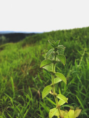 Nature and Green