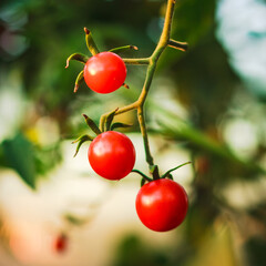 Cherry tomatoes in a garden
