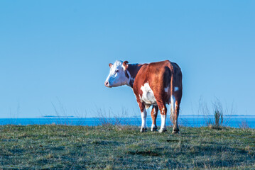 cow on a meadow and blue sky over the water