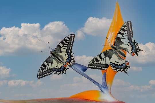 farfalla