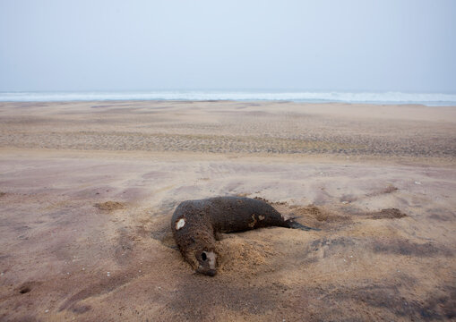 Dead Seal On The Beach, Tombwa Area, Angola
