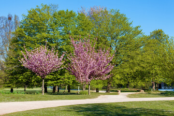 Two pink blooming ornamental cherry trees in a public park in springtime